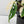 Monstera Adansonii sp. 'Double Windows' Albo Variegated (Commonly Mislabeled as Monstera Acuminata Albo) (wk32-C)