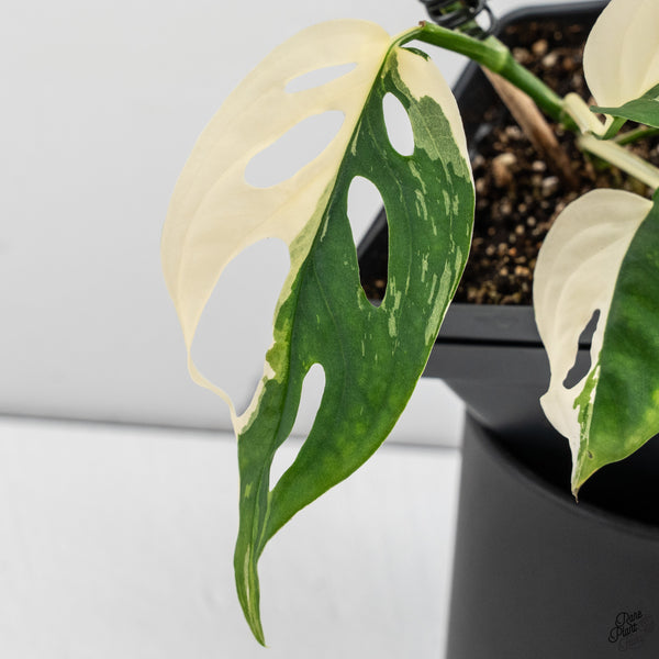 Monstera Adansonii sp. 'Double Windows' Albo Variegated (Commonly Mislabeled as Monstera Acuminata Albo) (wk32-C)