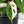Monstera Adansonii sp. 'Double Windows' Albo Variegated (Commonly Mislabeled as Monstera Acuminata Albo) (wk32-C)