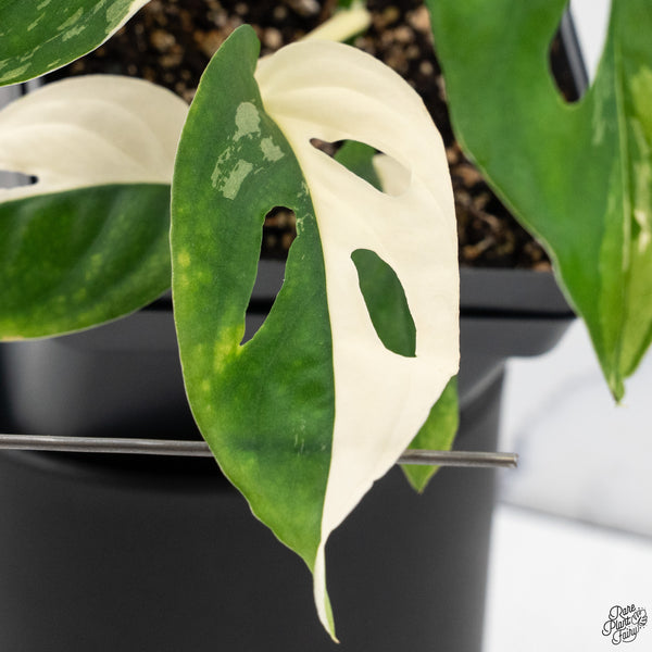 Monstera Adansonii sp. 'Double Windows' Albo Variegated (Commonly Mislabeled as Monstera Acuminata Albo) (wk32-C)