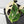 Monstera Adansonii sp. 'Double Windows' Albo Variegated (Commonly Mislabeled as Monstera Acuminata Albo) (wk32-C)