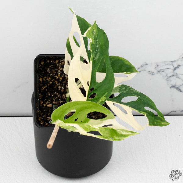 Monstera Adansonii sp. 'Double Windows' Albo Variegated (Commonly Mislabeled as Monstera Acuminata Albo) (wk32-C)