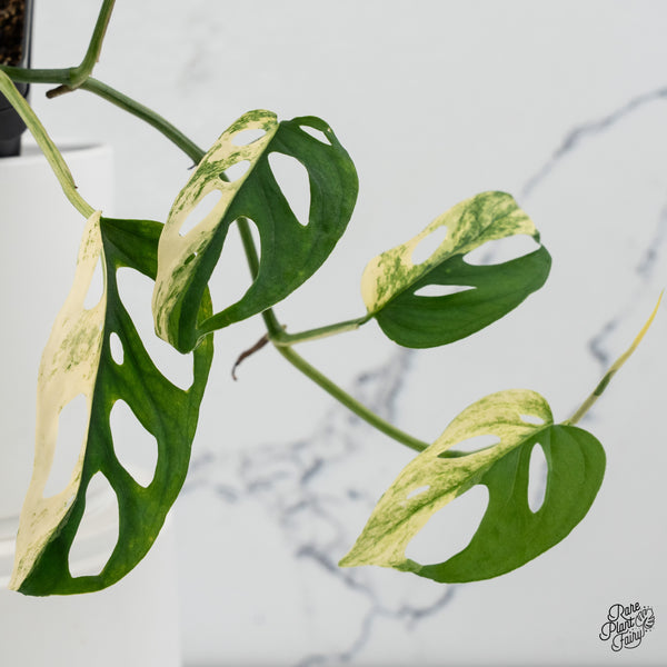Monstera Adansonii sp. 'Double Windows' Albo Variegated (Commonly Mislabeled as Monstera Acuminata Albo) (wk35-A) *Two Growth Points*