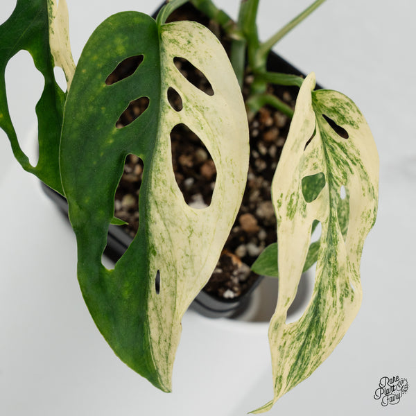 Monstera Adansonii sp. 'Double Windows' Albo Variegated (Commonly Mislabeled as Monstera Acuminata Albo) (wk35-A) *Two Growth Points*