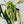Monstera Adansonii sp. 'Double Windows' Albo Variegated (Commonly Mislabeled as Monstera Acuminata Albo) (wk35-A) *Two Growth Points*