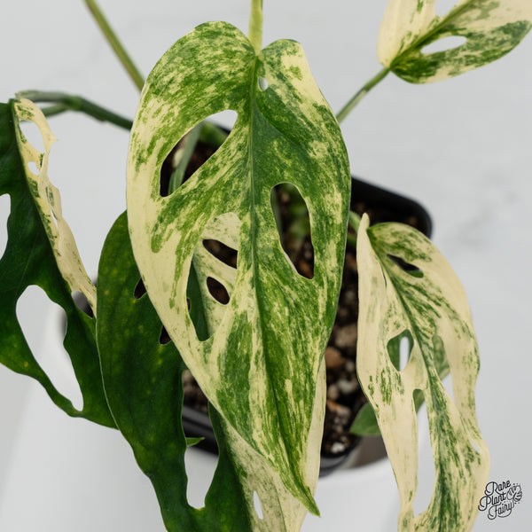 Monstera Adansonii sp. 'Double Windows' Albo Variegated (Commonly Mislabeled as Monstera Acuminata Albo) (wk35-A) *Two Growth Points*