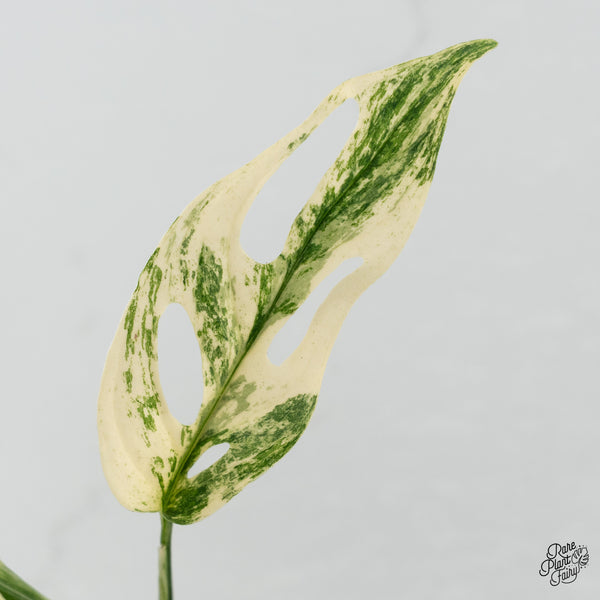 Monstera Adansonii sp. 'Double Windows' Albo Variegated (Commonly Mislabeled as Monstera Acuminata Albo) (wk35-A) *Two Growth Points*