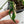 Monstera Adansonii sp. 'Double Windows' Albo Variegated (Commonly Mislabeled as Monstera Acuminata Albo) (wk35-A) *Two Growth Points*