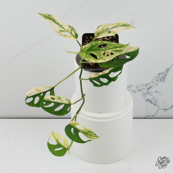 Monstera Adansonii sp. 'Double Windows' Albo Variegated (Commonly Mislabeled as Monstera Acuminata Albo) (wk35-A) *Two Growth Points*
