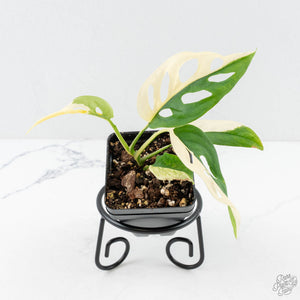 Monstera Adansonii 'Double Windows' Albo Variegated (Commonly Labeled as Monstera Acuminata Albo) (wk29-C)