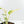 Monstera Adansonii 'Double Windows' Albo Variegated (Commonly Labeled as Monstera Acuminata Albo) (wk29-C)
