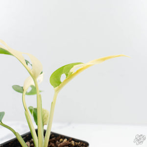 Monstera Adansonii 'Double Windows' Albo Variegated (Commonly Labeled as Monstera Acuminata Albo) (wk29-C)