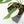 Monstera Adansonii 'Double Windows' Albo Variegated (Commonly Labeled as Monstera Acuminata Albo) (wk29-C)