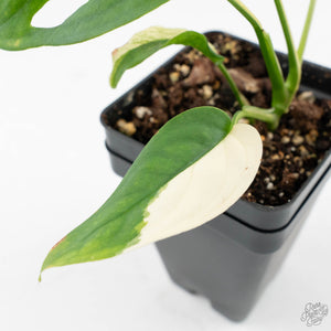 Monstera Adansonii 'Double Windows' Albo Variegated (Commonly Labeled as Monstera Acuminata Albo) (wk29-C)