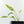 Monstera Adansonii 'Double Windows' Albo Variegated (Commonly Labeled as Monstera Acuminata Albo) (wk29-C)