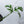 Monstera Croatii (wk34-E)