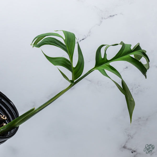 Monstera Croatii (wk34-E)