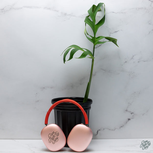 Monstera Croatii (wk34-E)