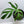 Monstera Croatii (wk34-E)