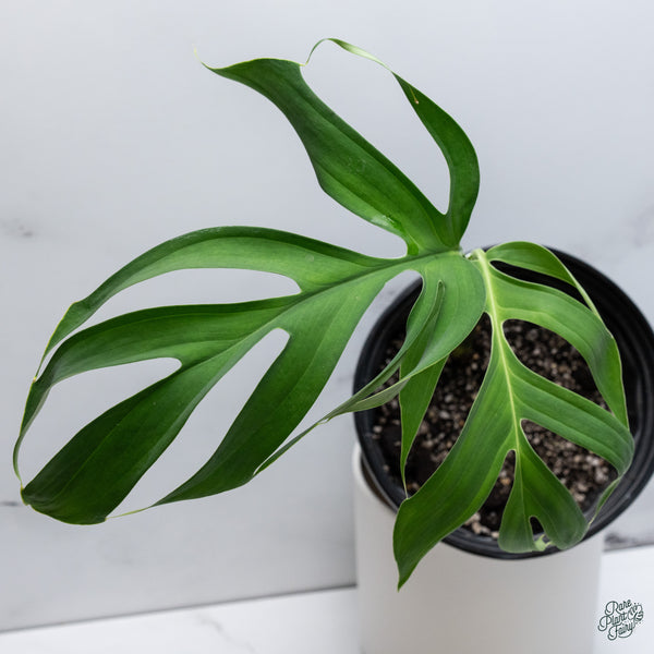 Monstera Croatii (wk34-E)