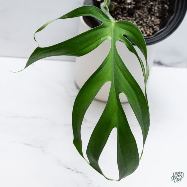 Monstera Croatii (wk34-E)
