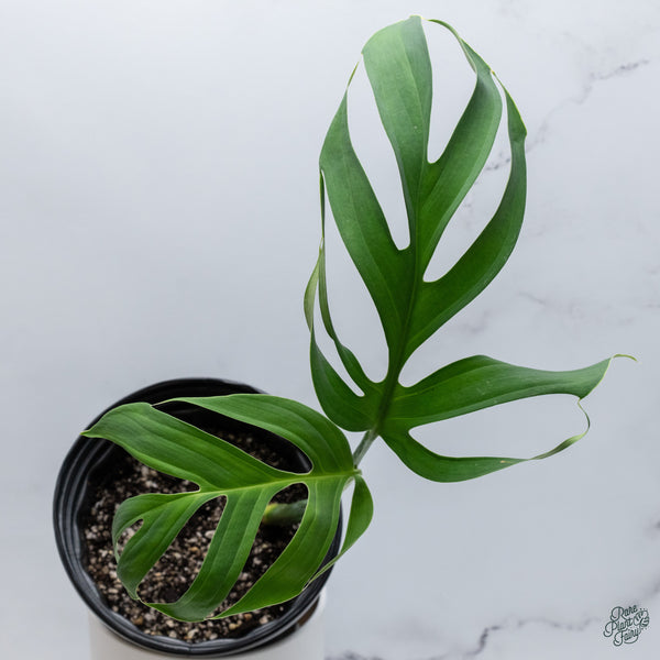 Monstera Croatii (wk34-E)