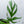 Monstera Croatii (wk34-E)
