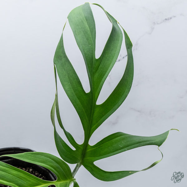 Monstera Croatii (wk34-E)