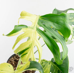 Monstera Deliciosa 'Ocean Mint' (wk13-UD)