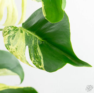 Monstera Deliciosa 'Ocean Mint' (wk13-UD)