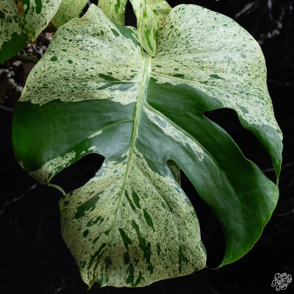 Monstera deliciosa 'Bulbasaur' (Pre-order Late Jan/Early Feb)