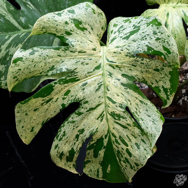 Monstera deliciosa 'Bulbasaur' (Pre-order Late Jan/Early Feb)