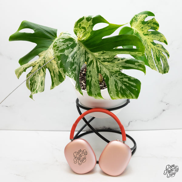 Monstera Deliciosa 'Bulbasaur' (wk37-N)