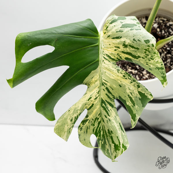 Monstera Deliciosa 'Bulbasaur' (wk37-N)