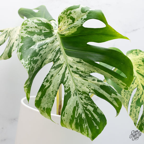 Monstera Deliciosa 'Bulbasaur' (wk37-N)