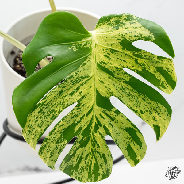Monstera Deliciosa 'Bulbasaur' (wk37-N)
