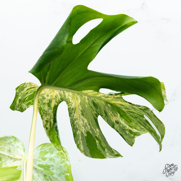 Monstera Deliciosa 'Bulbasaur' (wk37-N)
