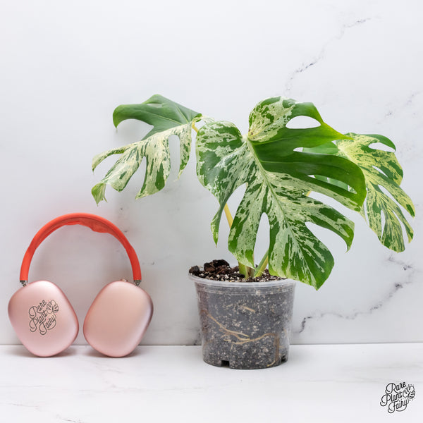 Monstera Deliciosa 'Bulbasaur' (wk37-N)