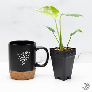 Monstera deliciosa 'Bulbasaur' *Grower's Choice*
