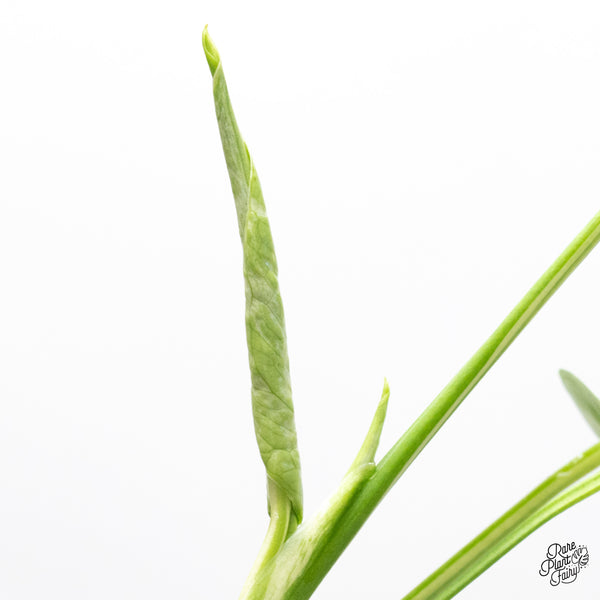 Monstera Deliciosa 'Bulbasaur' (wk45-AB)