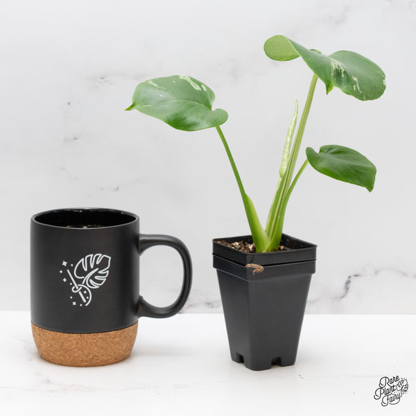 Monstera Deliciosa 'Bulbasaur' (wk45-AB)