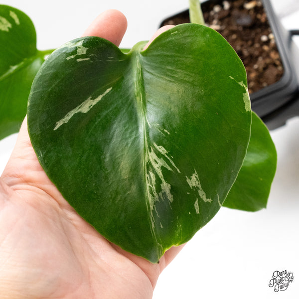 Monstera Deliciosa 'Bulbasaur' (wk45-AB)