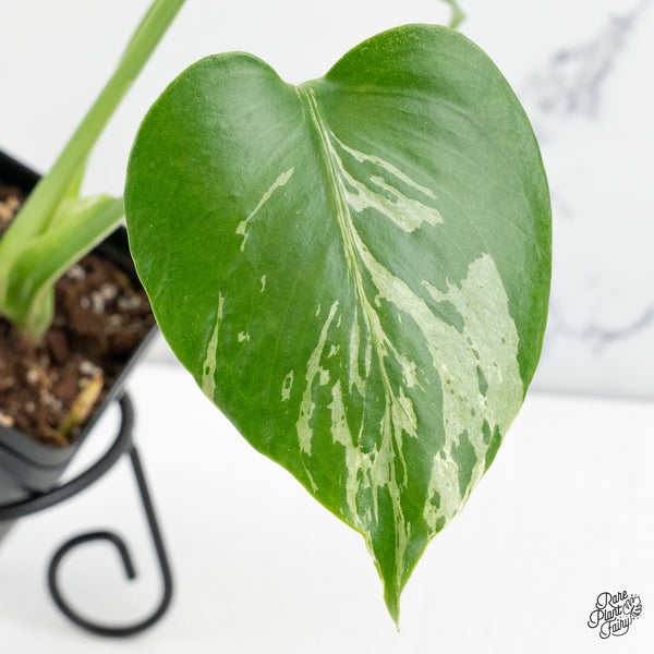 Monstera Deliciosa 'Bulbasaur' (wk48-C)