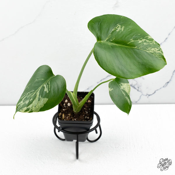 Monstera Deliciosa 'Bulbasaur' (wk48-C)