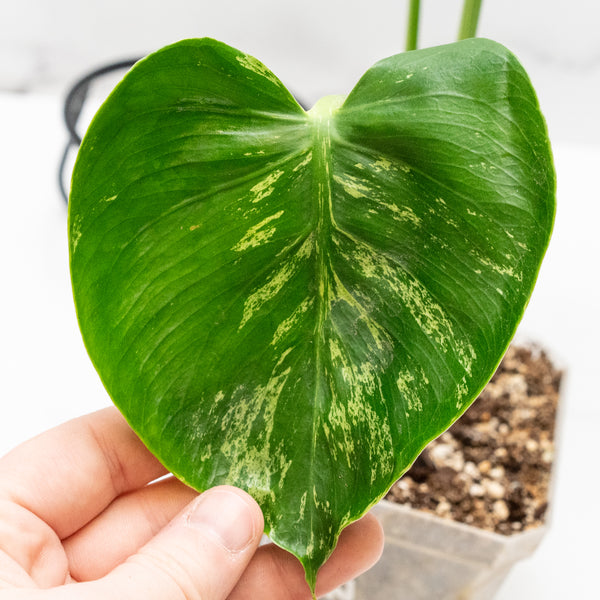 Monstera Deliciosa 'Bulbasaur' (wk48-UN)