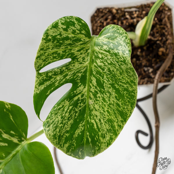 Monstera Deliciosa 'Bulbasaur' (wk52-UG)