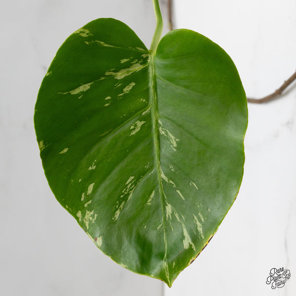 Monstera Deliciosa 'Bulbasaur' (wk52-UG)