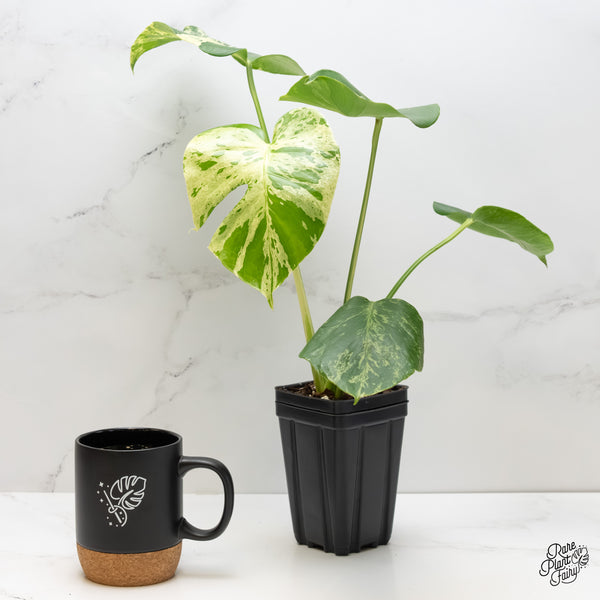 Monstera Deliciosa 'Bulbasaur' (wk6-UH)