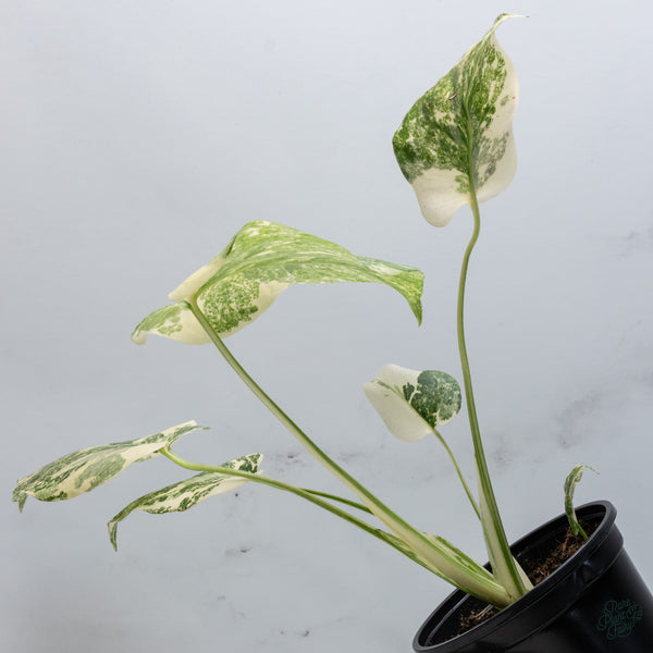 Monstera Deliciosa 'Creme Brûlée' (wk34-I)