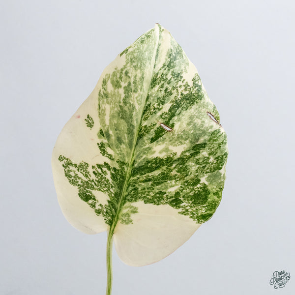 Monstera Deliciosa 'Creme Brûlée' (wk34-I)
